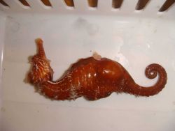A seahorse (Hippocampus erectus) Image