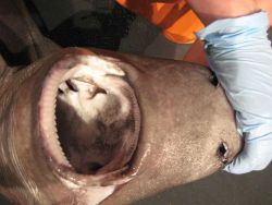 A squaliform shark (Centrophorus sp.) Photo