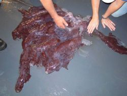 Appears to be pieces of a large squid, perhaps Asperoteuthis acanthoderma. Image