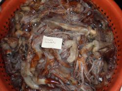 A basket of squid (Illex coindetii) Image