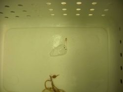 A salp Image