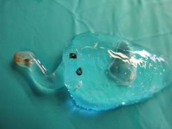 A salp Image
