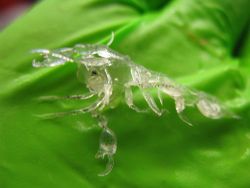 A small deep sea hyperiid amphipod (Phronima sp.). Image