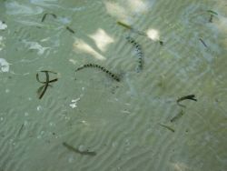 Water creatures that look like Sea Snakes Image