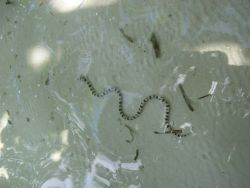Are these sea snakes? Image