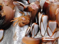Crabs Image