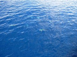 A marine life form spotted in the sea water Image