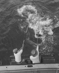 Catching Hawaiian tuna in the racks on the BCF research vessel HUGH M Image