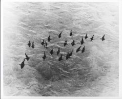 A school of 400-500 pound bluefin tuna in the Atlantic Image