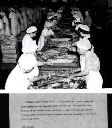 Women at work busily preparing tuna for canning Image
