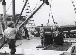 A bucket of tuna offloading Image