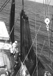 Hauling the rings on a tuna purse seine Image