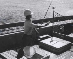 Chummer throwing live bait to attract skipjack aboard Hawaiian sampan BUCCANEER, Image