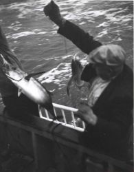 Albacore tuna taken by trolling Image