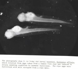 2- to 3- day old larval kawakawa, Euthynnus affinis, which resulted from eggs taken from a female fish that was induced to attain spawning condition b Image