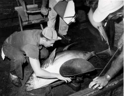 Weighing tuna on BCF research vessel Image