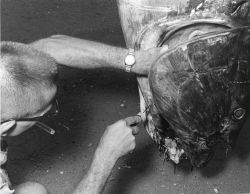 Scientist taking tuna blood sample from tuna caught during U.S Image
