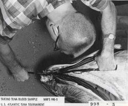 Scientist taking tuna blood sample from tuna caught during U.S Image