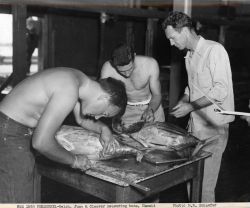 Welch, June, and Cleaver measuring tuna. Image