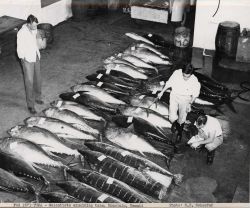 Scientists examining tuna Image