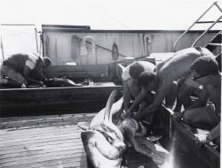 Extracting gills from tuna and taking blood sample from white tip shark during International Indian Ocean Expedition. Image
