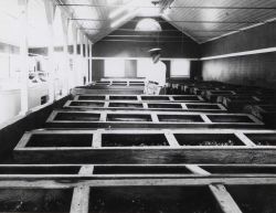 Captain Hatsell feeding baby terrapin in rearing house. Image
