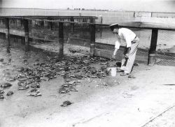 Captain Hatsell feeding adult terrapin in feeding pen. Image