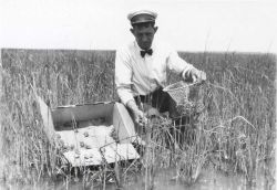 Captain Hatsell releasing 10-month old baby terrapins in salt marsh area. Image