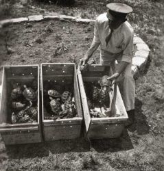 Adult terrapin shipped to California in 1943. Image