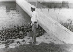 Captain Hatsell, foreman, feeding adult terrapin on scrap fish. Image