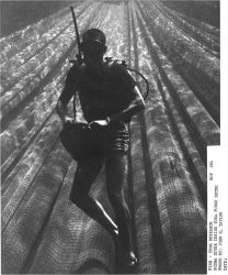Scuba diver inside tuna purse seine Image
