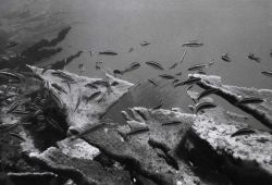 White-banded parrot fish wrasse and staghorn coral Image