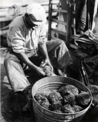 Cleaning sponges Image
