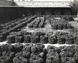 Sponges drying Image