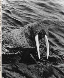 Closeup of bull walrus Image