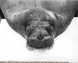 Atlantic walrus Image