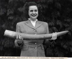 World record walrus tusk taken at Pribilof Islands, Alaska. Image