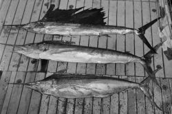 A sailfish (Istiophorus orientalis) 86 lb.; a striped marlin (Makaira mitsukurii 145 lb.; and bottom, a Pacific blue marlin (Makaira ampla) 136 lb Image