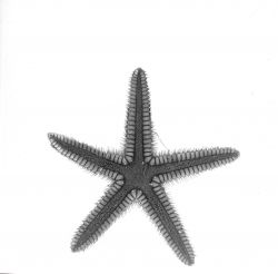 Starfish (Astropecten duplicatus) Image