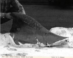 Dorsal fin of male finback whale Image