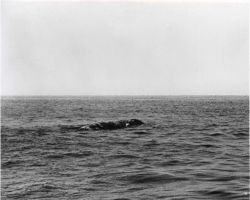 Whale spotted in water Image