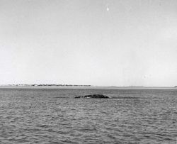 Whale spotted in water off Scammon Lagoon Image