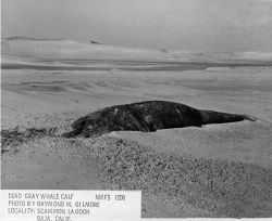 Dead gray whale calf Image