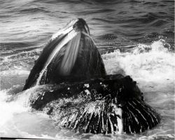 Whale identified as 