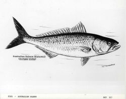 Australian salmon (Kahawai) (Arripis trutta) - artwork by G Image