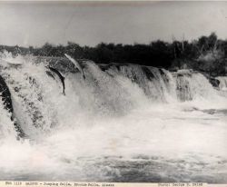 Salmon jumping Brooks Falls Image