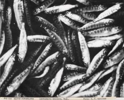 Salmon fingerlings at Leavenworth hatchery Image