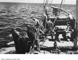 When a whale is killed, it is brought alongside the hunter-killer boat and inflated with air to keep it afloat. Image