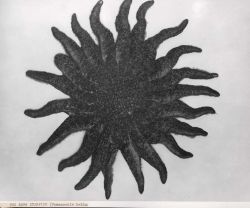 Starfish (Pycnopodia helianthoides) Image