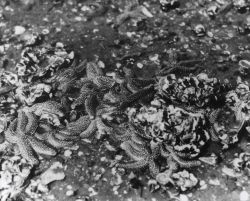 Aggregation of starfish on oyster bed Image